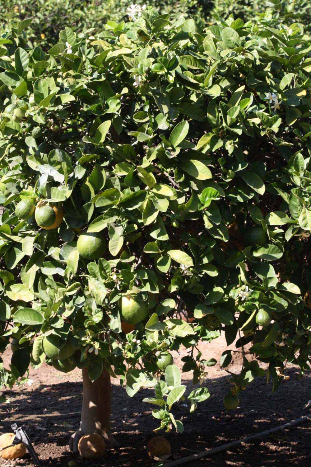            Habit (Riverside, CA)   